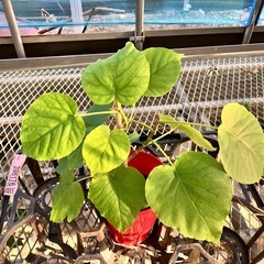 観葉植物5鉢セット　モンステラ、コーヒーの木、ウンベラータ、アルテシマ、ポトスの画像