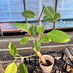 観葉植物5鉢セット　モンステラ、コーヒーの木、ウンベラータ、アルテシマ、ポトスの画像