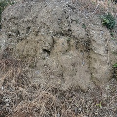 土 お譲りしますの画像