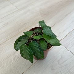 マランタ　キャットマスターシュの画像