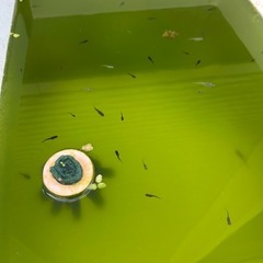 睡蓮鉢+メダカのせっとセットの画像