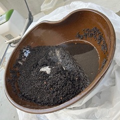 睡蓮鉢+メダカのせっとセットの画像