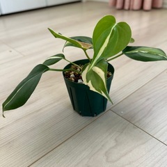 フィロデンドロン　クリームスプラッシュの画像