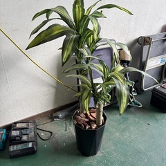 お得な価格でどうぞ！観葉植物！の画像