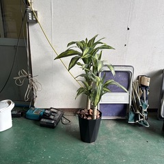 お得な価格でどうぞ！観葉植物！の画像