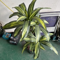 お得な価格でどうぞ！観葉植物！の画像