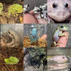 🐢爬虫類ライフをもっと楽しく！🦎LINEコミュニティ「レプ…