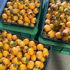 渋柿2キロ　の画像