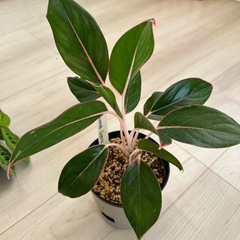 アグラオネマ　サファイアの画像