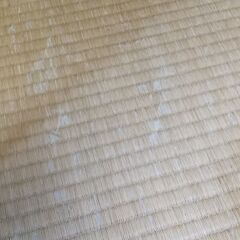 畳　1枚からでもOKの画像