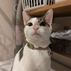 【どなたかお願いします】1歳半　ロックくん