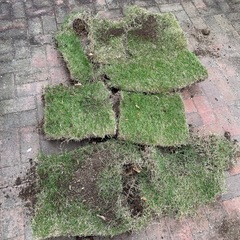 ベント芝生(ベントグラス)の画像