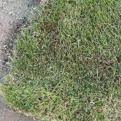 ベント芝生(ベントグラス)の画像