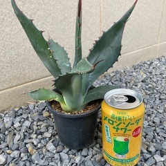 アガベ・プロトアメリカーナの画像