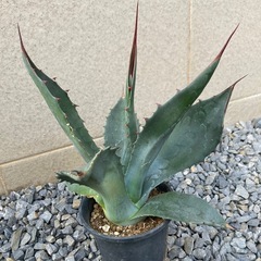 アガベ・プロトアメリカーナの画像