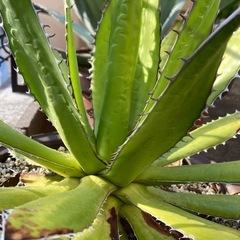 （割引中）アガベ・ホリダの画像