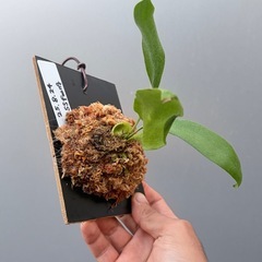 ビカクシダ　SS foong(子株)の画像