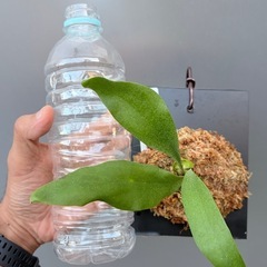 ビカクシダ　SS foong(子株)の画像