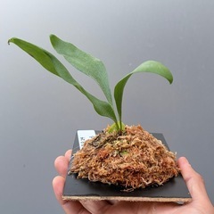 ビカクシダ　SS foong(子株)の画像