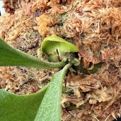 ビカクシダ　SS foong(子株)の画像