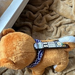 柴犬ぬいぐるみの画像