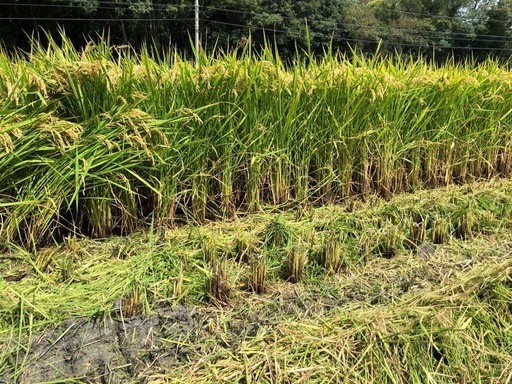 新米⭐️キヌヒカリ⭐️②