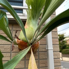 ビカクシダ  ssfoong 観葉植物
の画像