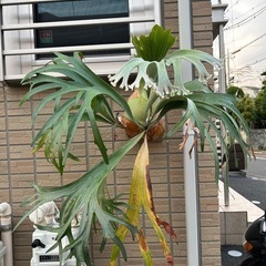 ビカクシダ  ssfoong 観葉植物
の画像