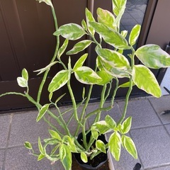 観葉植物　ペディランサス(ダイギンリュウ)の画像