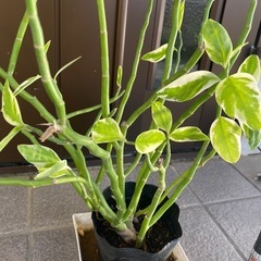 観葉植物　ペディランサス(ダイギンリュウ)の画像