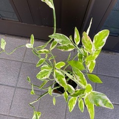 観葉植物　ペディランサス(ダイギンリュウ)の画像