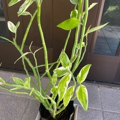 観葉植物　ペディランサス(ダイギンリュウ)の画像