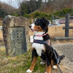 バーニーズマウンテンドッグ