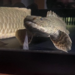 大きならない　ポリプテルス　　の画像