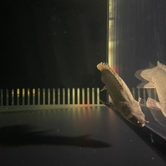 大きならない　ポリプテルス　　の画像