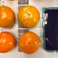 ①富有柿の画像
