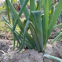 冬野菜 
の画像