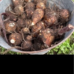 冬野菜 
の画像