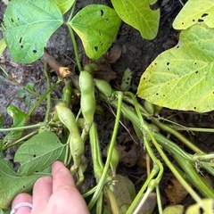 冬野菜 
の画像