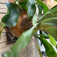 ビカクシダ  バーレーンの画像