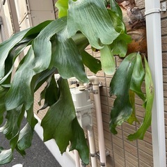 ビカクシダ  バーレーンの画像