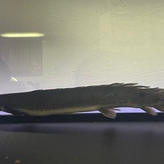 ポリプテルス　デルヘジィの画像