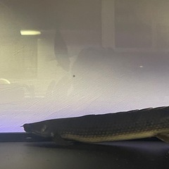 ポリプテルス　デルヘジィの画像