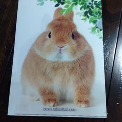 おまけ付チモシー　牧草　ネイチャーブリード約2.5kgの画像