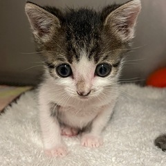 保護猫譲渡会inこすみ動物病院