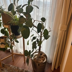 観葉植物の画像