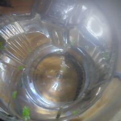 珍！ボトル入り雷魚(幼魚)2ボトル品出ししました。の画像