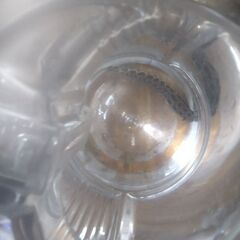 珍！ボトル入り雷魚(幼魚)2ボトル品出ししました。の画像