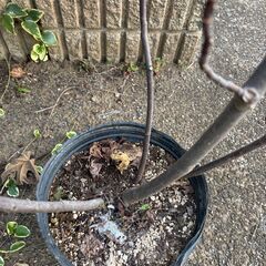 ロングドゥート4本立て　大苗　　約110ｃｍ幅約60～70ｃｍ　夏秋兼用　7月～12月上旬まで収穫　豊産性　の画像