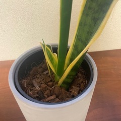 【ワンコイン】観葉植物：サンセベリアの画像